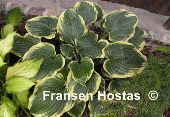 Hosta Lakeside Rhapsody