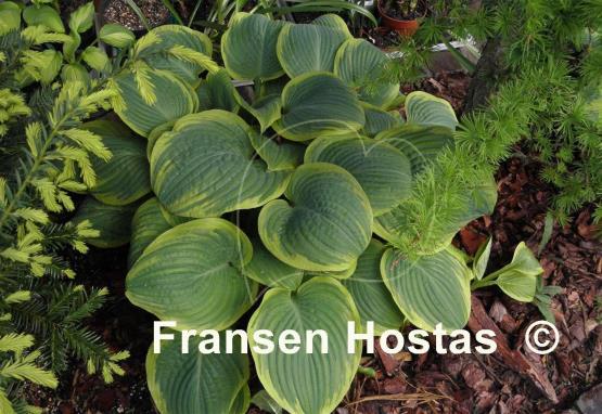 Hosta Lakeside Rhapsody
