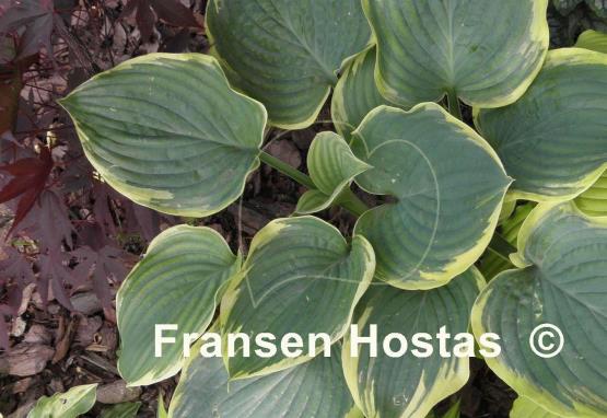 Hosta Lakeside Rhapsody