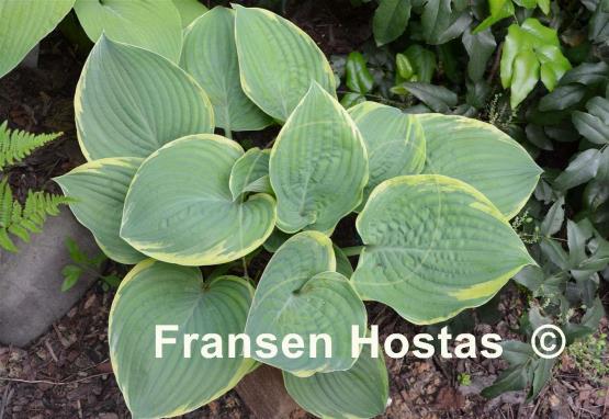 Hosta Lakeside Rhapsody