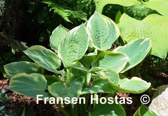 Hosta Lakeside Rhapsody