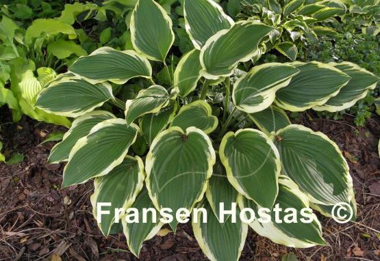 Hosta Lakeside Ring Master