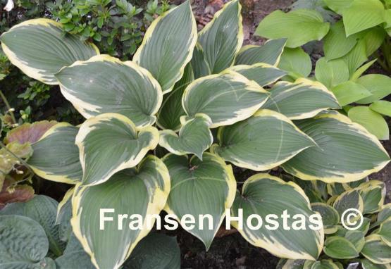 Hosta Lakeside Ring Master