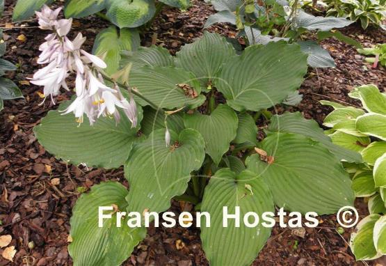 Hosta Lakeside Ripples
