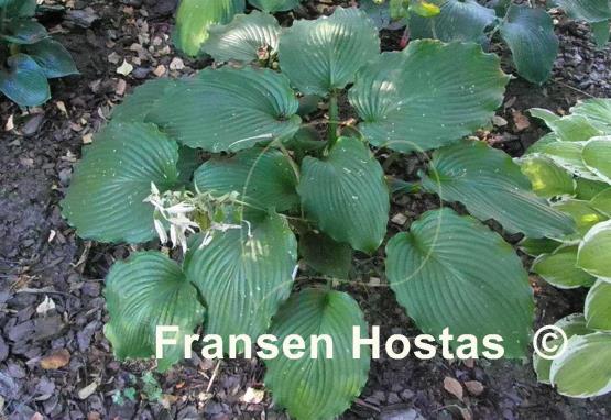 Hosta Lakeside Ripples