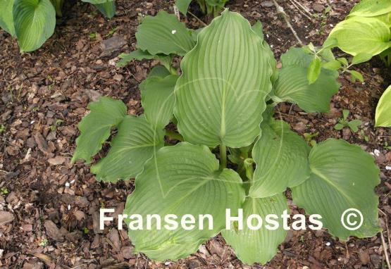Hosta Lakeside Ripples