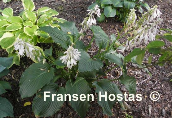 Hosta Lakeside Ripples