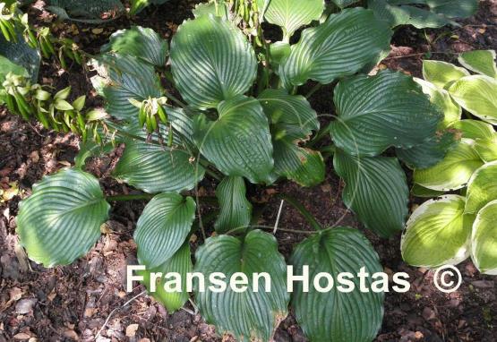 Hosta Lakeside Ripples