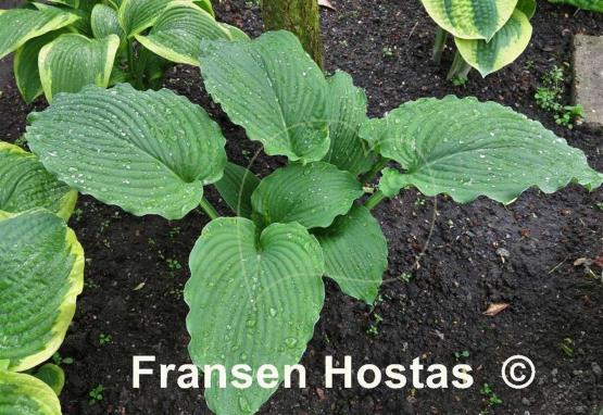 Hosta Lakeside Ripples