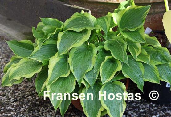 Hosta Lakeside Rocky Top