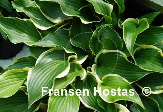 Hosta Lakeside Rocky Top