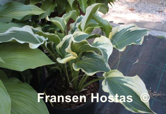 Hosta Lakeside Rocky Top