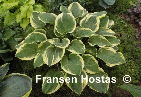 Hosta Lakeside Roy El