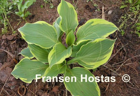 Hosta Lakeside Roy El