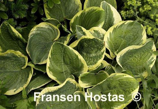 Hosta Lakeside Roy El