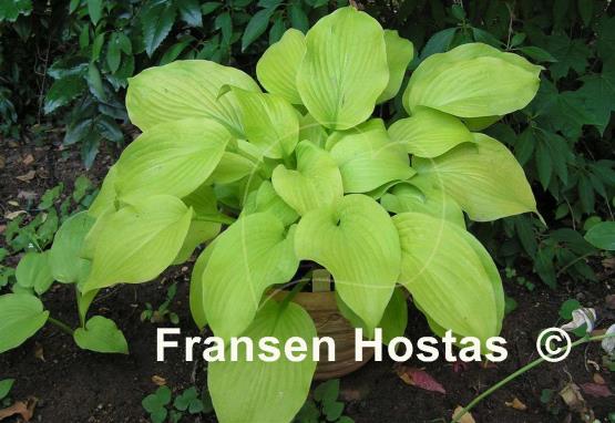 Hosta Lakeside San Kao