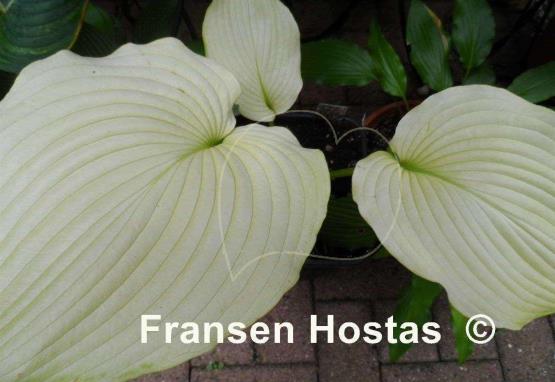 Hosta Lakeside San Kao