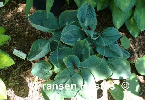 Hosta Lakeside Sapphire Pleats