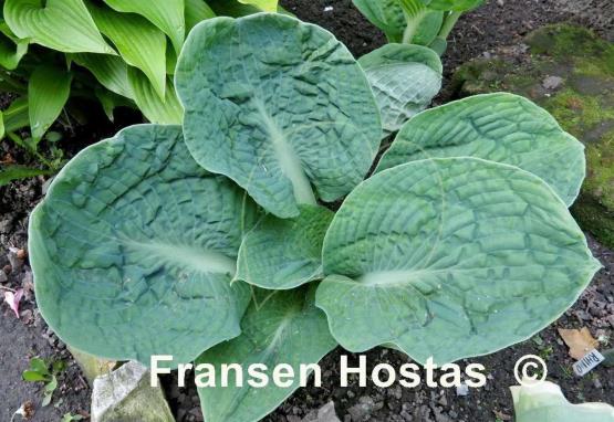 Сапфировые складки Hosta Lakeside