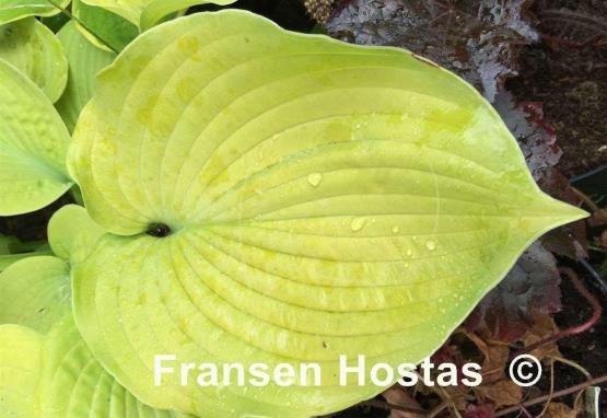 Hosta Lakeside Sassy Sally