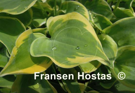 Hosta Lakeside Scamp