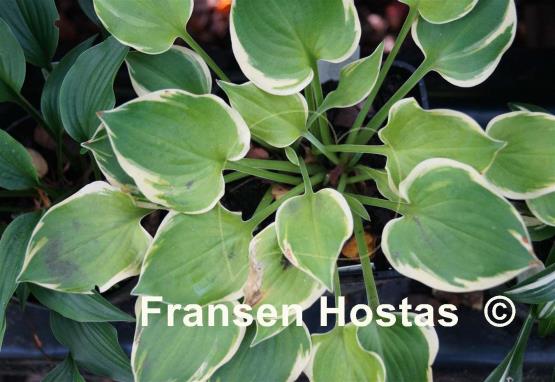 Hosta Lakeside Scamp