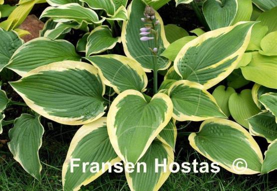 Hosta Lakeside Shockwave