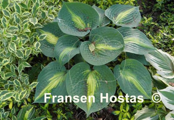 Hosta Lakeside Shore Master