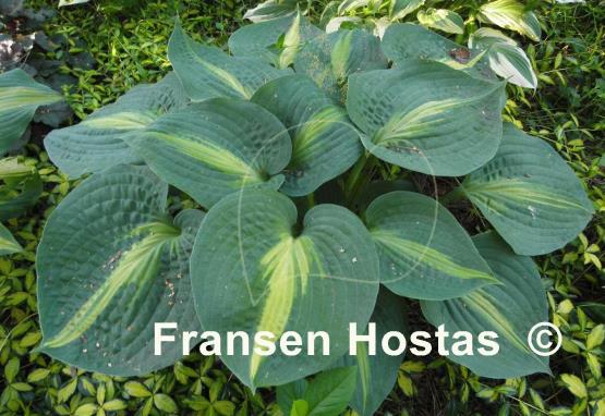 Hosta Lakeside Shore Master