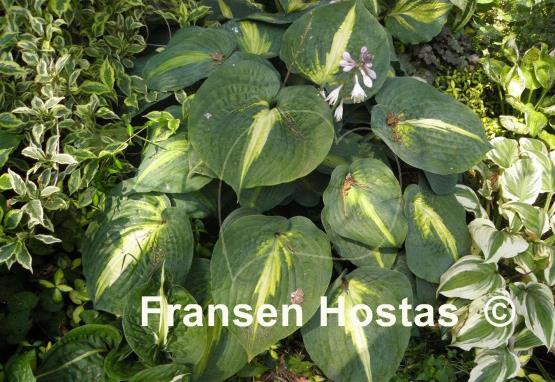 Hosta Lakeside Shore Master