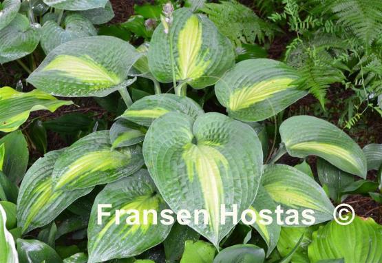 Hosta Lakeside Shore Master