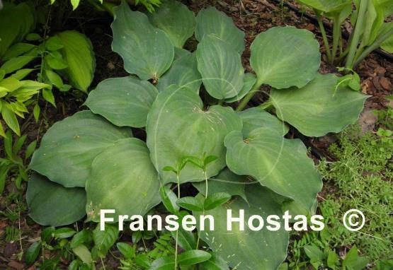 Hosta Lakeside Sir Logan