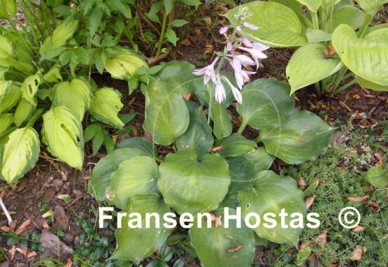 Hosta Lakeside Sir Logan
