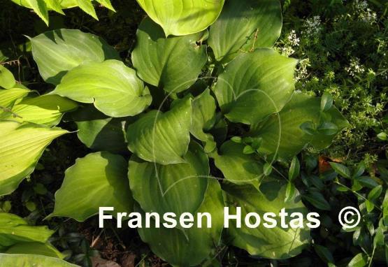 Hosta Lakeside Sir Logan