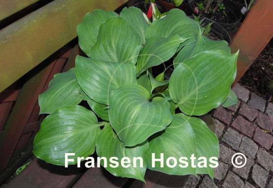 Hosta Lakeside Sir Logan