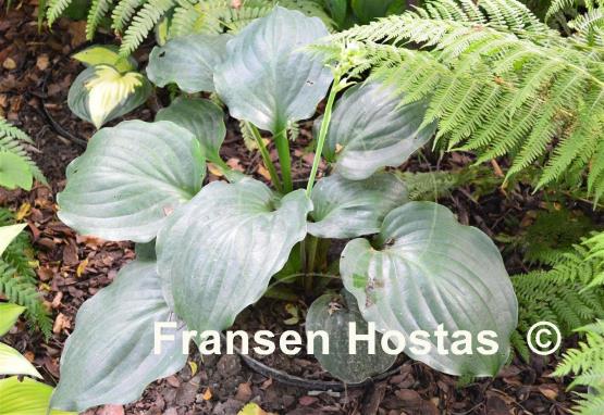 Hosta Lakeside Sir Logan