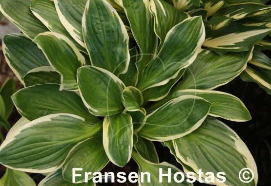 Hosta Lakeside Slick Chick