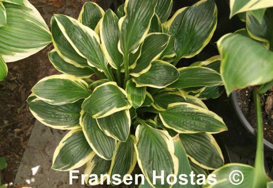 Hosta Lakeside Slick Chick