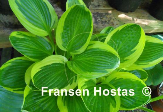 Hosta Lakeside Slick Chick