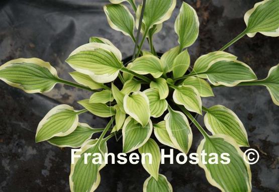 Hosta Lakeside Small Fry