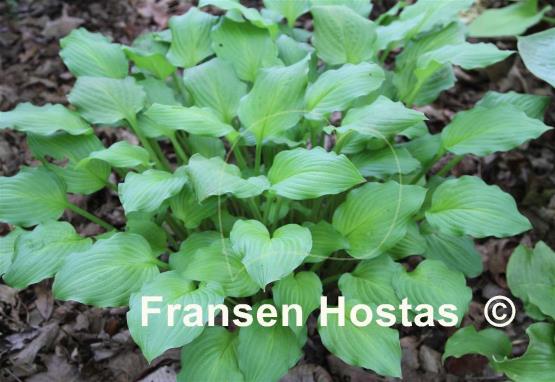 Hosta Lakeside Sparkle Plenty