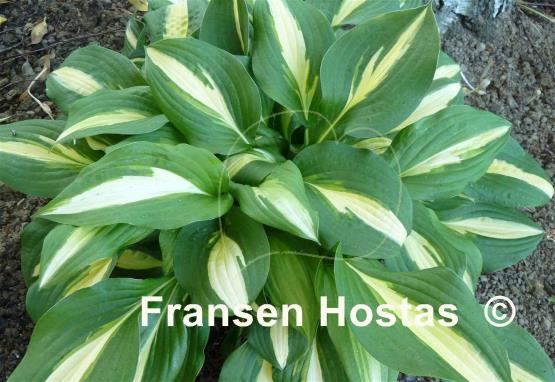 Hosta Lakeside Spellbinder