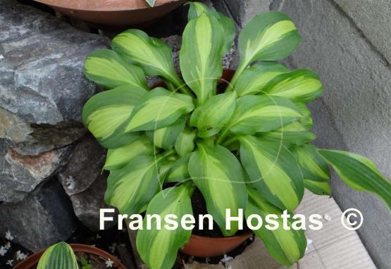 Hosta Lakeside Spellbinder