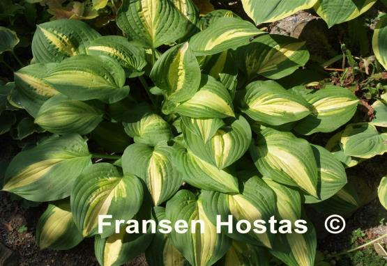 Hosta Lakeside Spellbinder