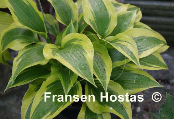 Hosta Lakeside Spruce Goose