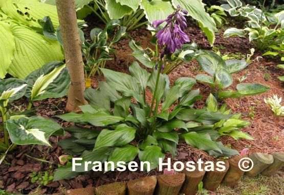 Hosta Lakeside Storm Watch