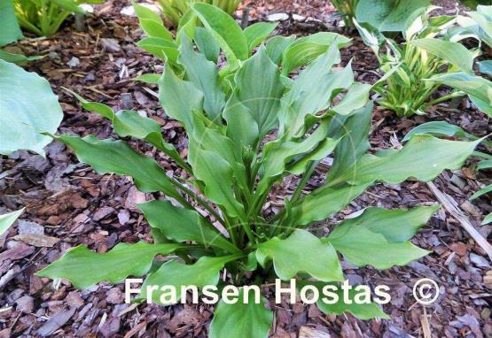 Hosta Lakeside Storm Watch