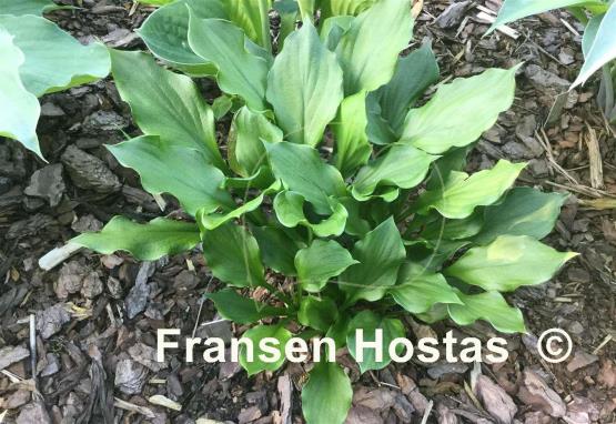 Hosta Lakeside Storm Watch