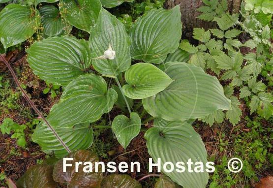 Hosta Lakeside Surf Rider