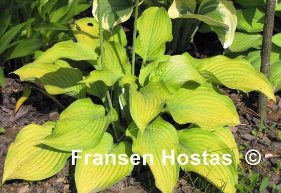 Hosta Lakeside Symphony